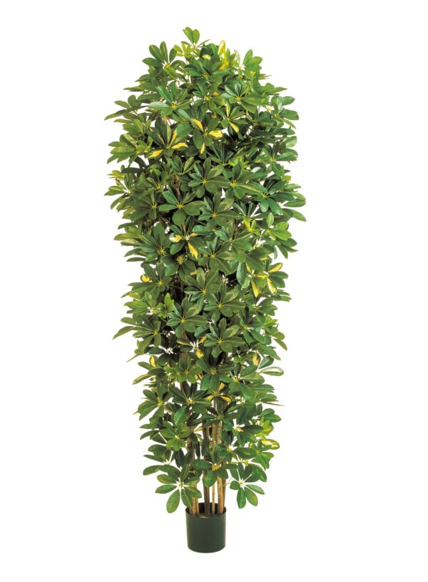 SCHEFFLERA VARIEGATA GIANT COLUMN - 195CM