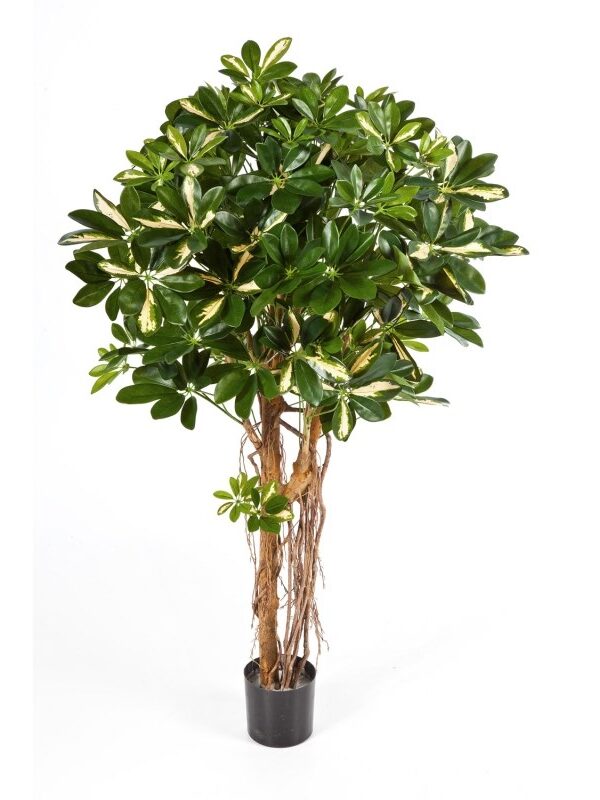 SCHEFFLERA UMBRELLA VARIEGATA NAT - 110CM