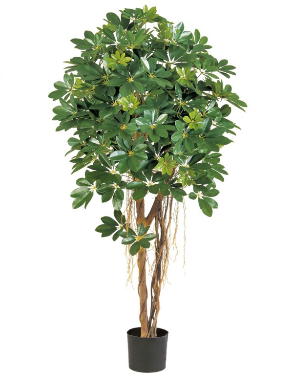 SCHEFFLERA NATURAL UMBRELLA - 110CM