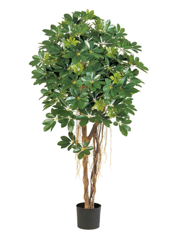 SCHEFFLERA NATURAL UMBRELLA - 110CM