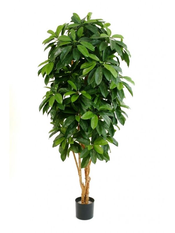 SCHEFFLERA LADY TREE - 142CM