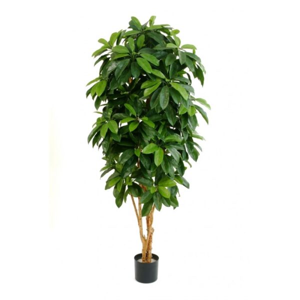 SCHEFFLERA LADY TREE - 500CM FIRE RESISTANT