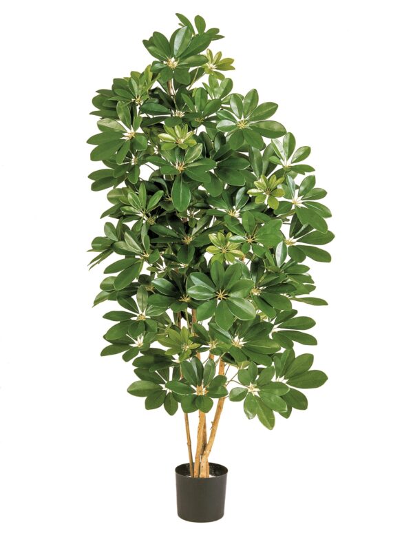 SCHEFFLERA NATURAL - 80CM