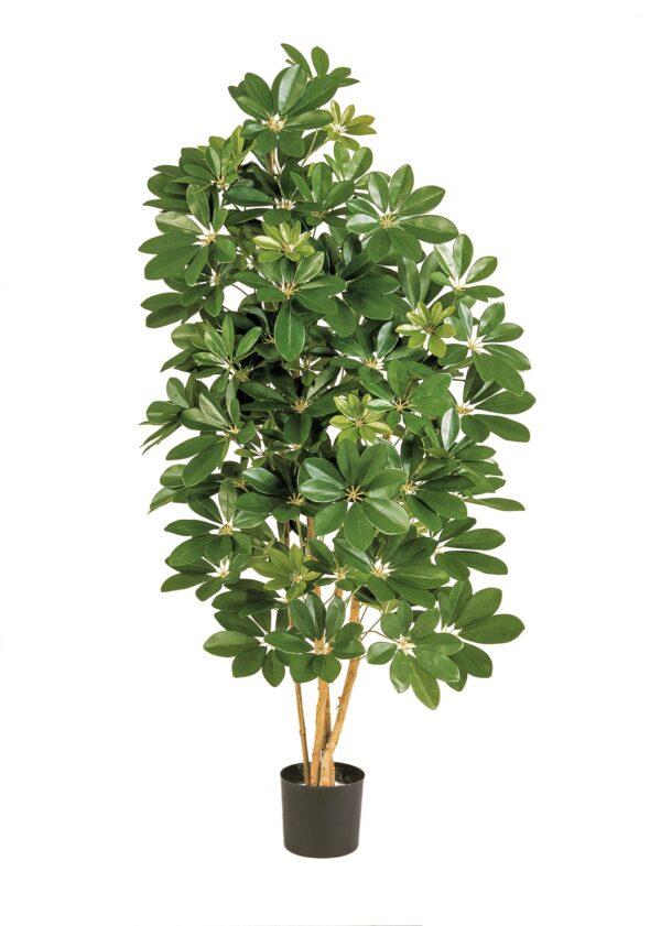 SCHEFFLERA NATURAL - 170CM