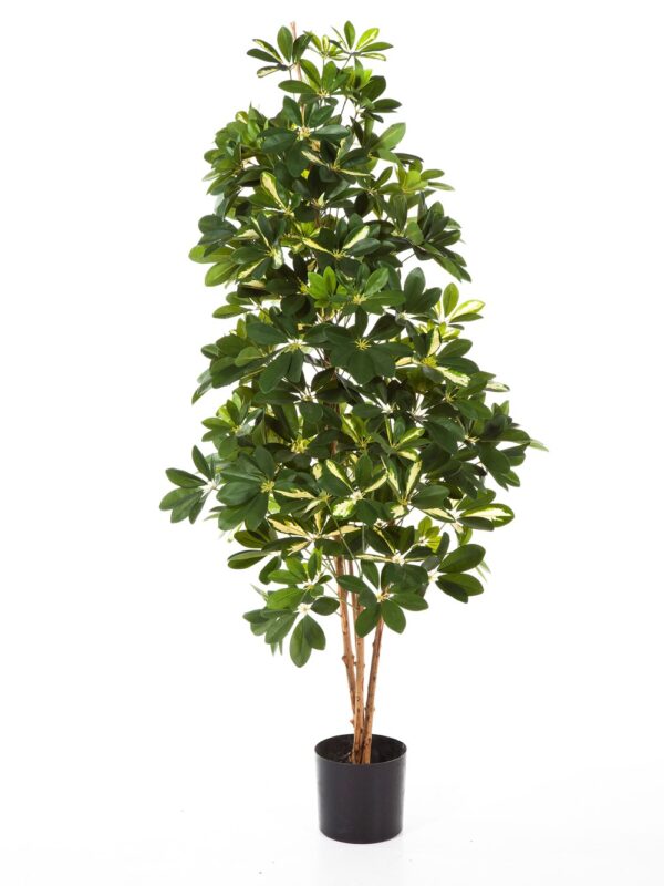 SCHEFFLERA VARIEGATA NATURAL - 80CM