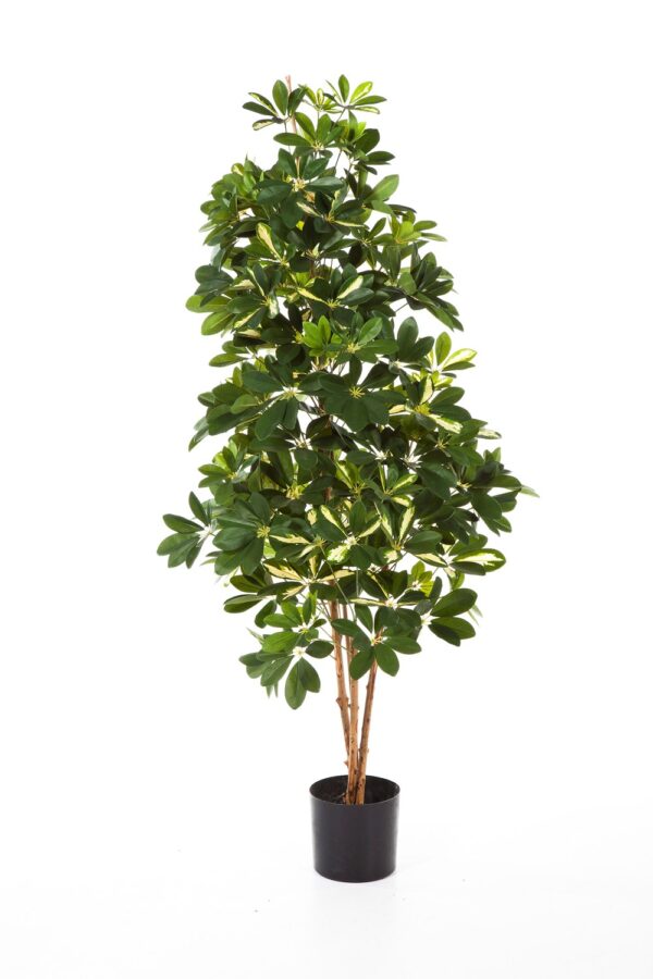 SCHEFFLERA VARIEGATA NATURAL - 140CM
