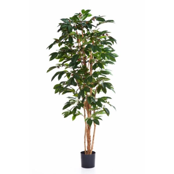 COFFEE TREE FLOWERING - 210CM