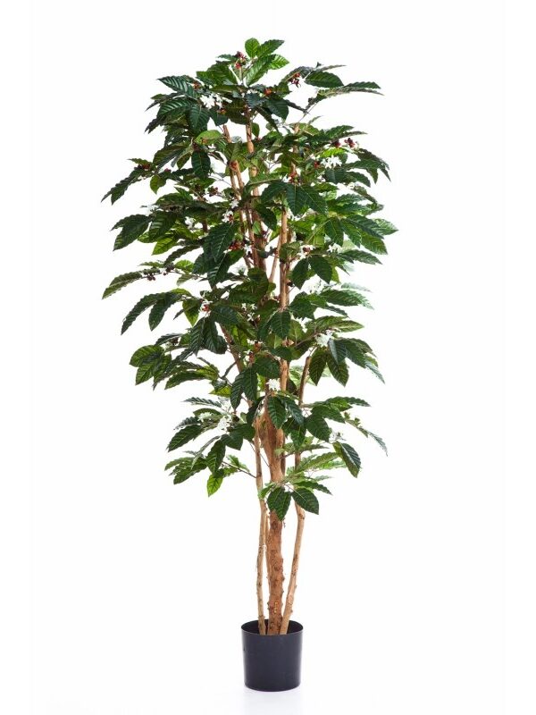 COFFEE TREE FLOWERING - 210CM