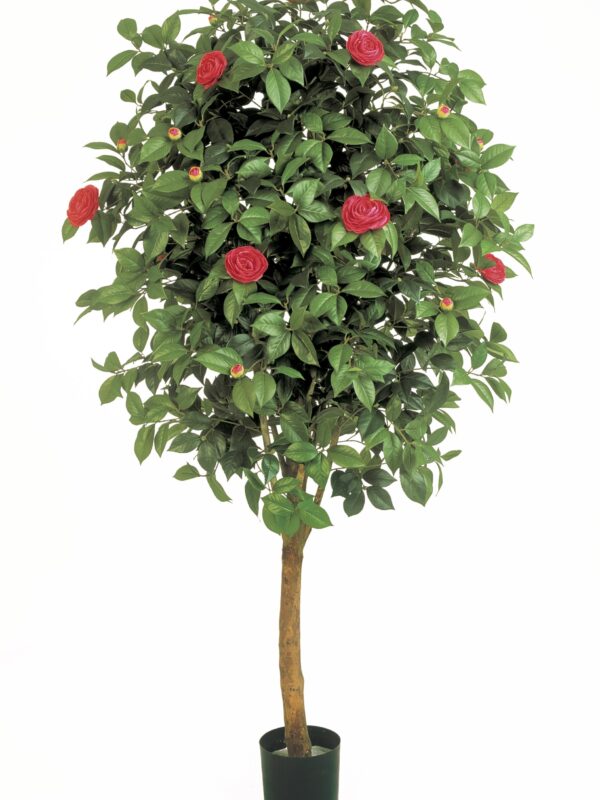 CAMELIA VINE TREE - 170CM