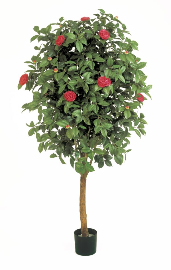 CAMELIA VINE TREE - 170CM