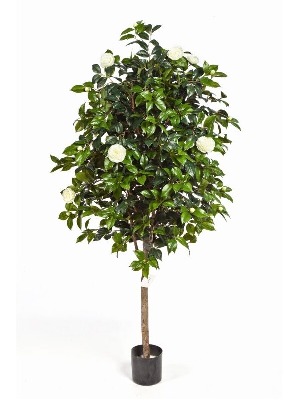 CAMELIA VINE TREE - 170CM
