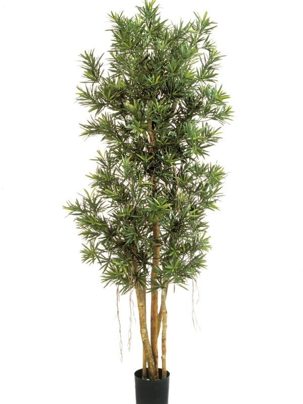 PODOCARPUS REFLEXA - 150CM