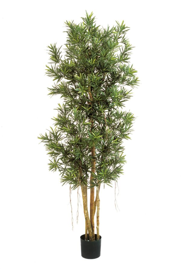PODOCARPUS REFLEXA - 180CM
