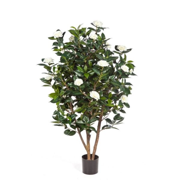 CAMELIA JAPONICA CESPUGLIO TR - 150CM