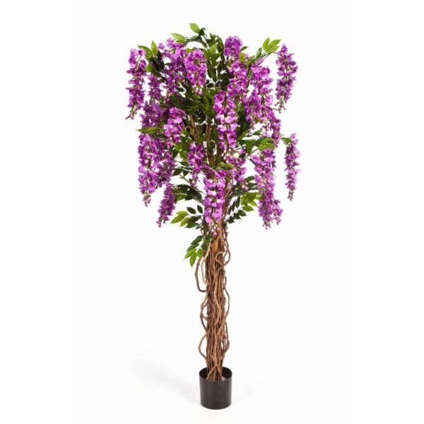 WISTERIA LIANA - 180CM