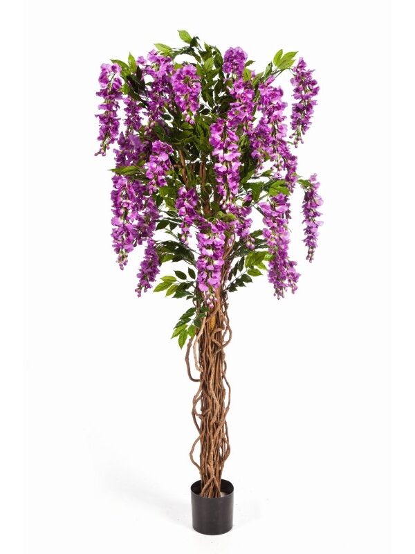 WISTERIA LIANA - 180CM