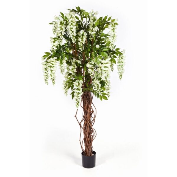 WISTERIA LIANA - 180CM