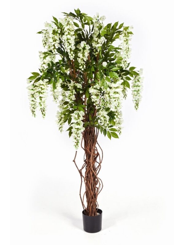 WISTERIA LIANA - 180CM