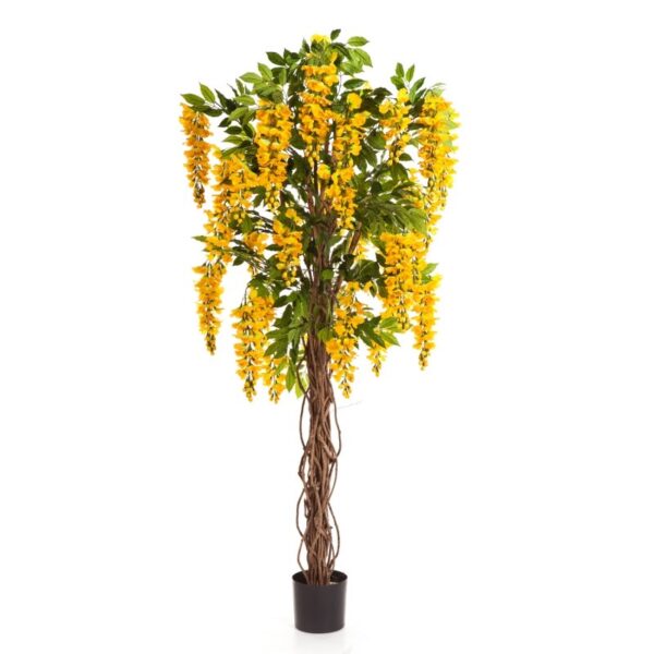 WISTERIA LIANA - 180CM