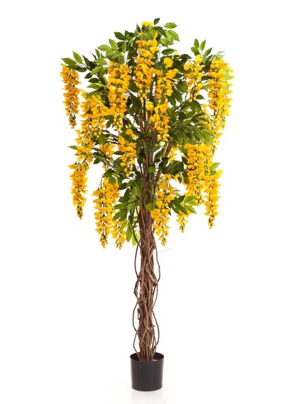 WISTERIA LIANA - 180CM