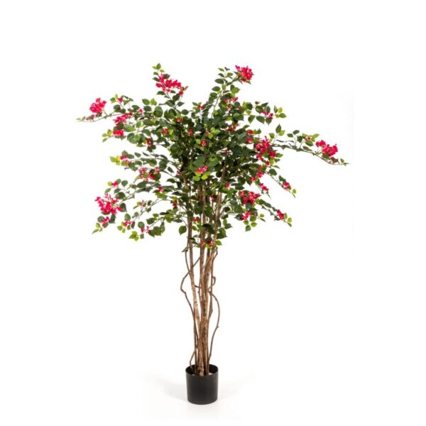 BOUGAINVILLEA NITIDA - 150CM