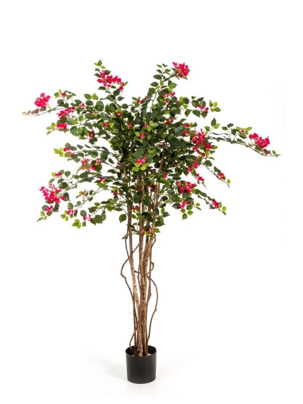 BOUGAINVILLEA NITIDA - 150CM