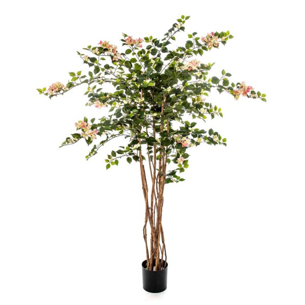 BOUGAINVILLEA NITIDA - 150CM