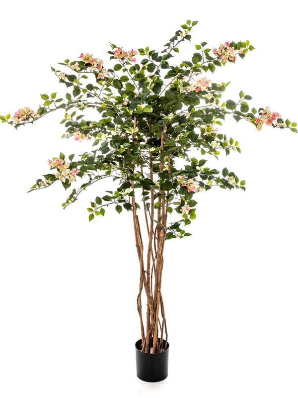 BOUGAINVILLEA NITIDA - 150CM
