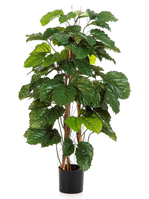 TETRASTIGMA CESPUGLIO TREE - 120CM