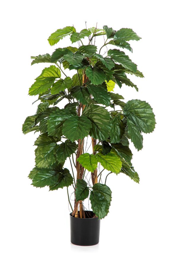 TETRASTIGMA CESPUGLIO TREE - 120CM