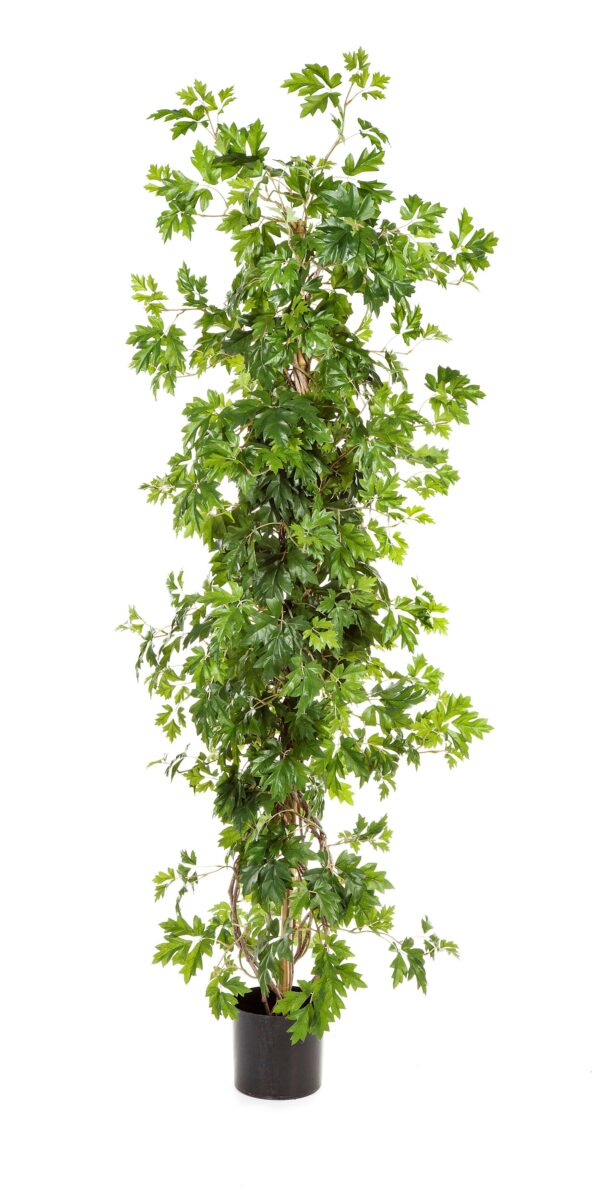 CISSUS PIANTA - 130CM
