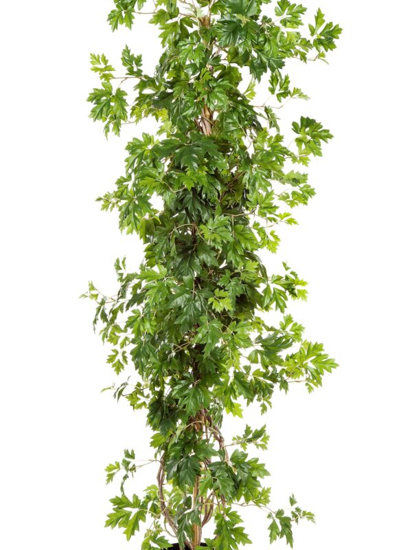 CISSUS PIANTA - 100CM