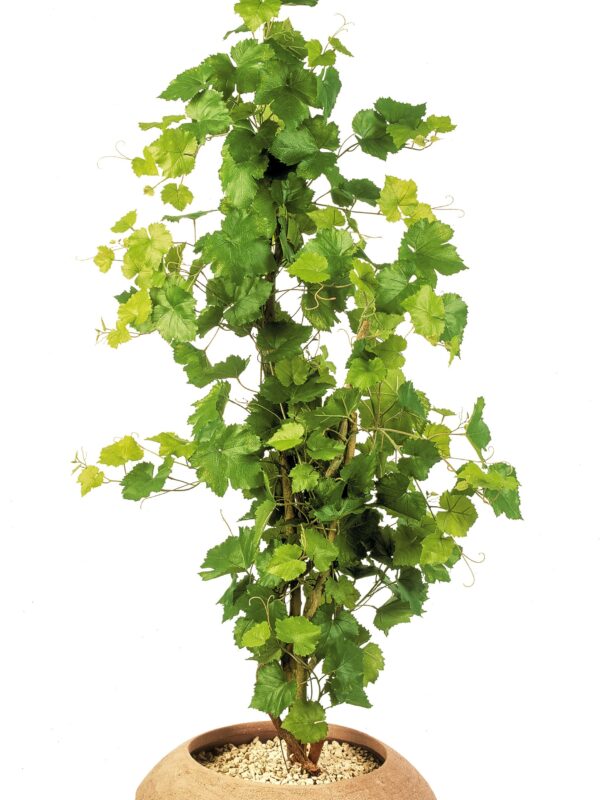 IVY GRAPE TREE - 120CM