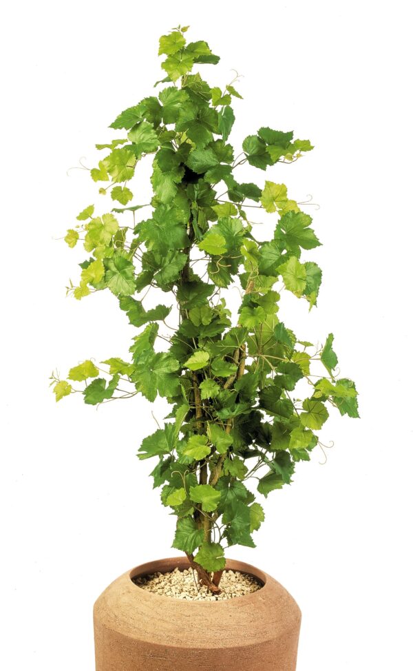 IVY GRAPE TREE - 120CM