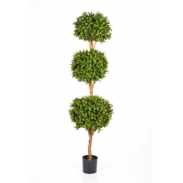 BOXWOOD TRIPLE BALL TREE - 190CM