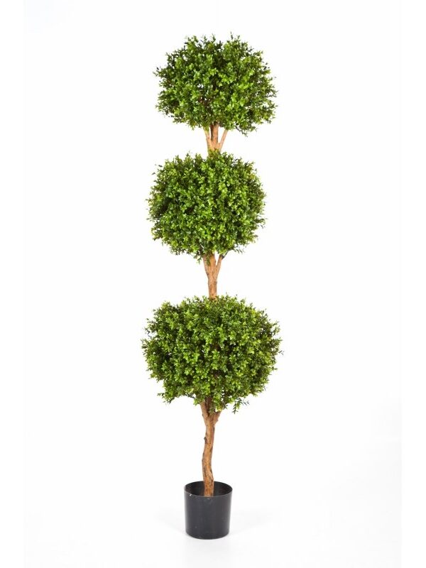 BOXWOOD TRIPLE BALL TREE - 190CM