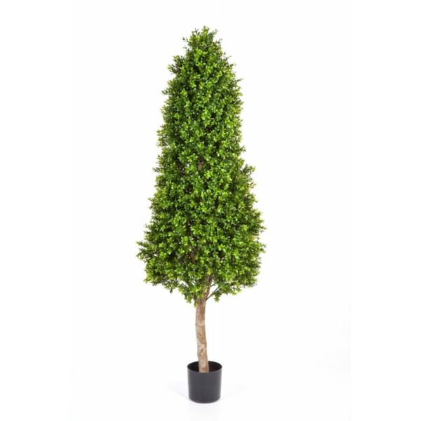BOXWOOD TOWER TREE - 140CM