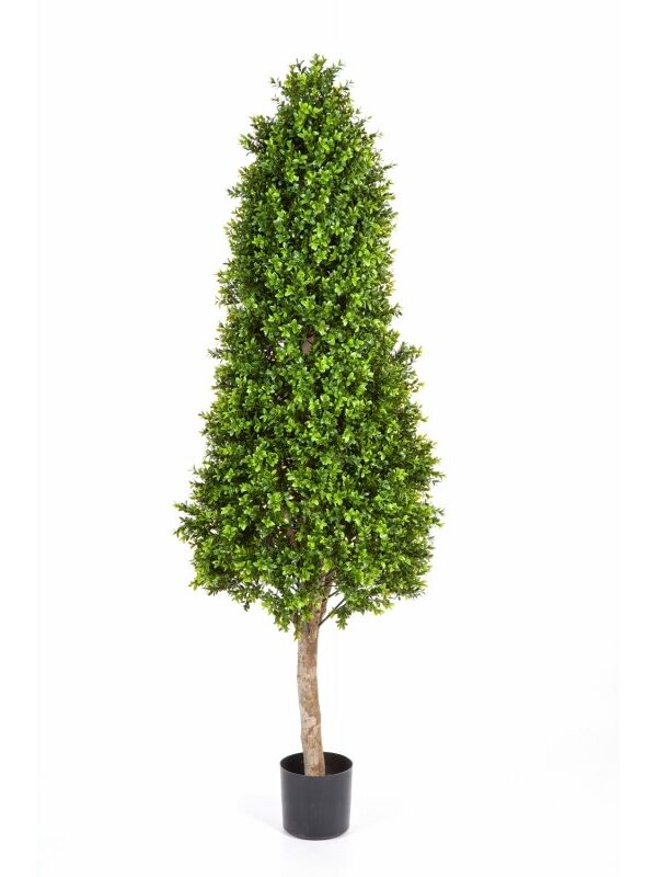 BOXWOOD TOWER TREE - 105CM