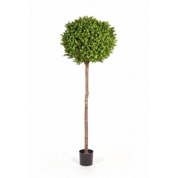 BOXWOOD BALL TREE - 170CM