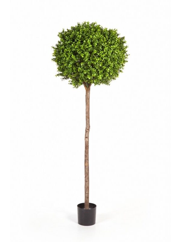 BOXWOOD BALL TREE - 105CM