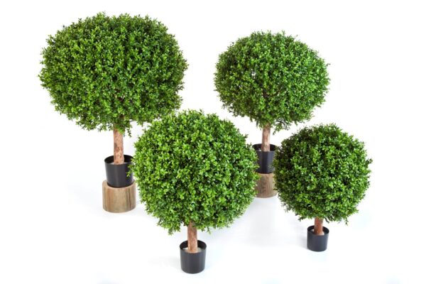 BOXWOOD BALL - 75CM