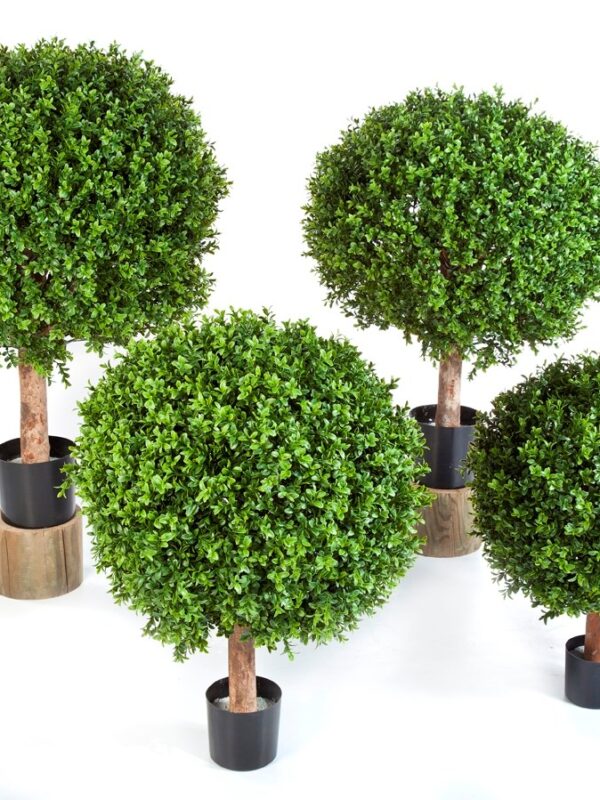 BOXWOOD BALL - 55CM