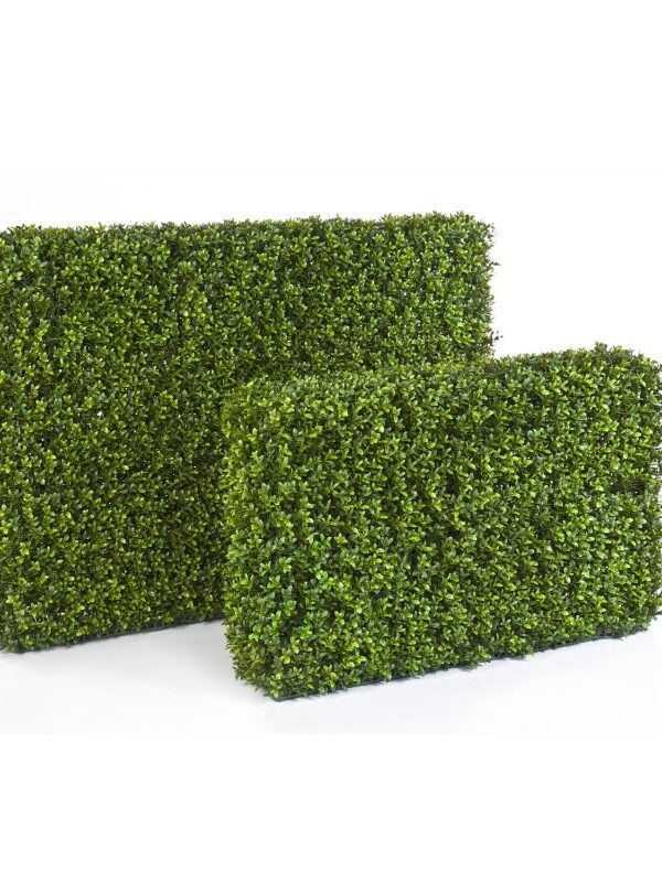 BOXWOOD HEDGE 55X95 CM - 55CM