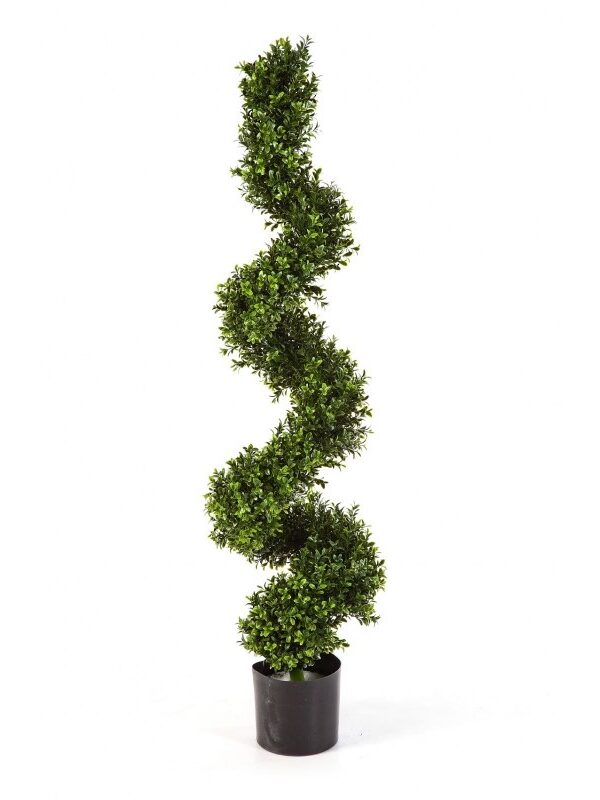 BOXWOOD SPIRAL TREE 135 CM - 135CM