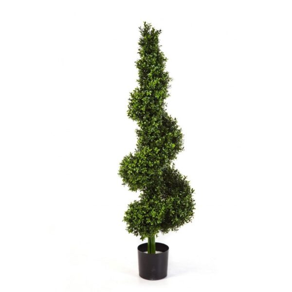 BOXWOOD ROYAL SPIRAL TR 135 - 135CM