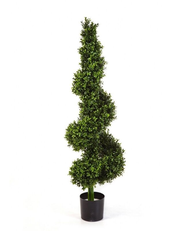BOXWOOD ROYAL SPIRAL TR 135 - 135CM