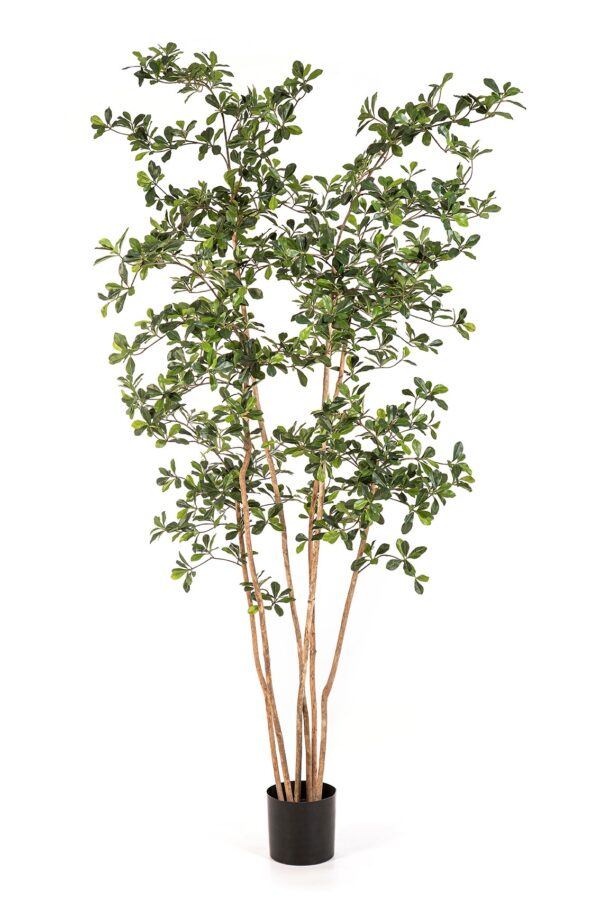 OLIVE ORIENTAL BLACK TRE - 210CM