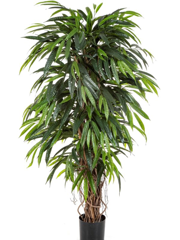 LONGIFOLIA LIANADELUXE  - 150CM