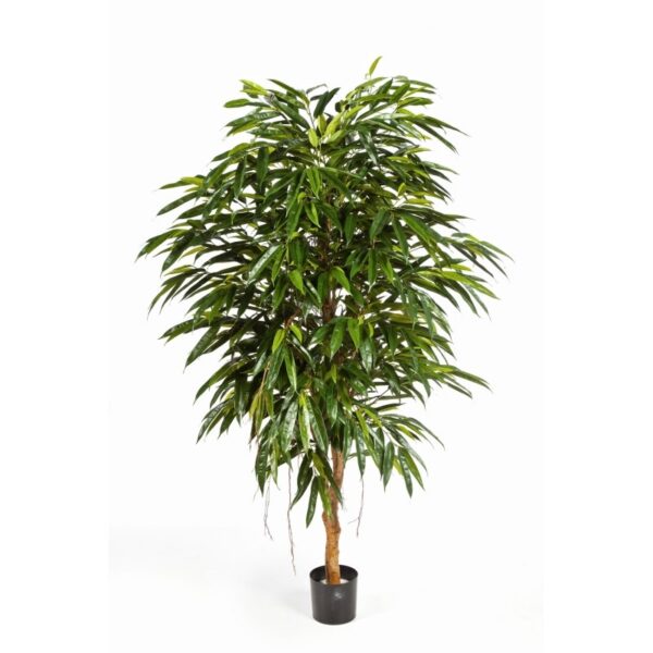 LONGIFOLIA ROYAL TREE - 150CM