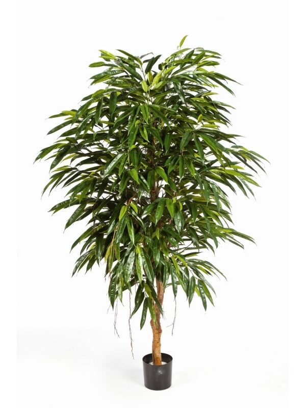 LONGIFOLIA ROYAL TREE - 150CM